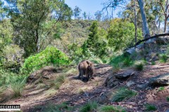 Cataract Gorge