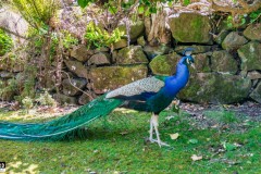 Cataract Gorge