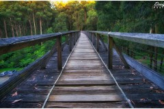 Noojee Trestle Bridge