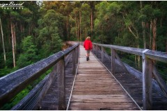 Noojee Trestle Bridge