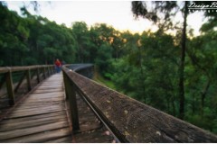 Noojee Trestle Bridge