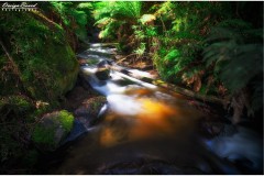 Toorongo and Amphitheatre Falls, Victoria